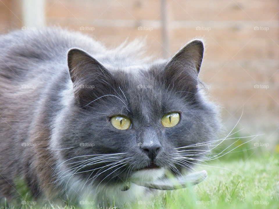 macro close grey cat by mattbphotos