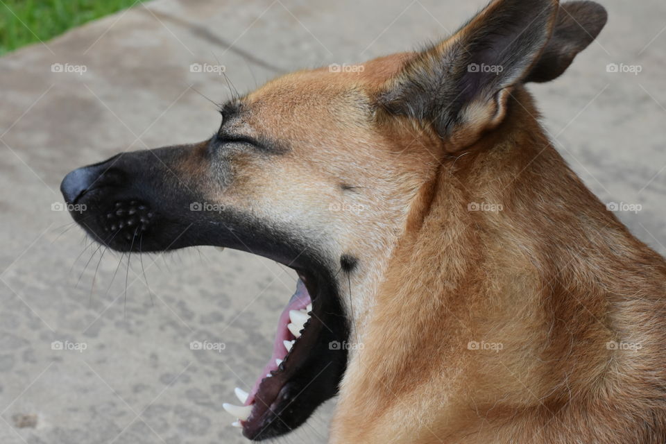 Dog yawn