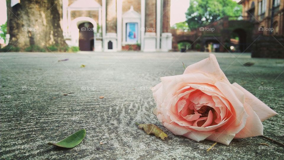 A rose for a lovely lady as it was given in front of the church to they day they say their vows.