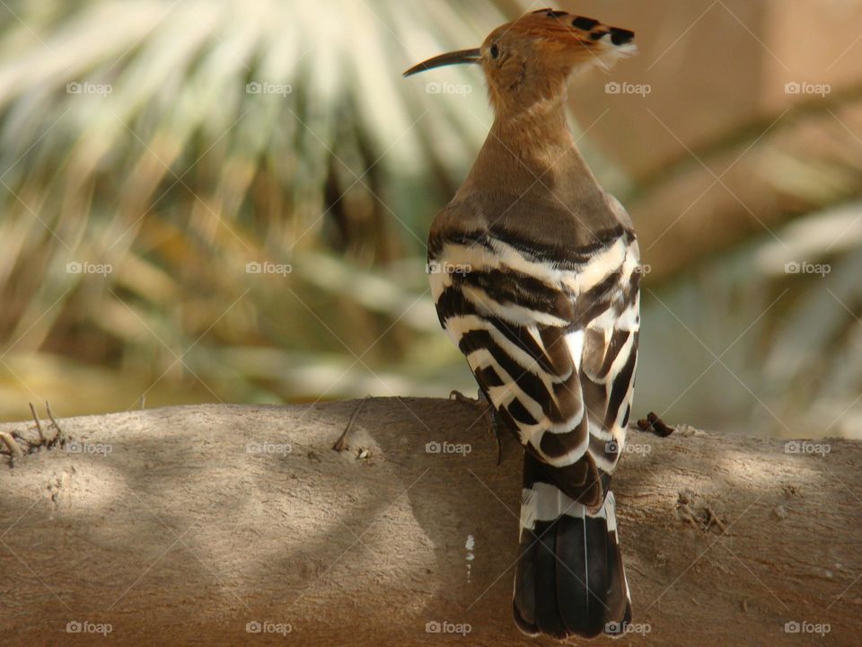 Bird hoopoe 🕊️