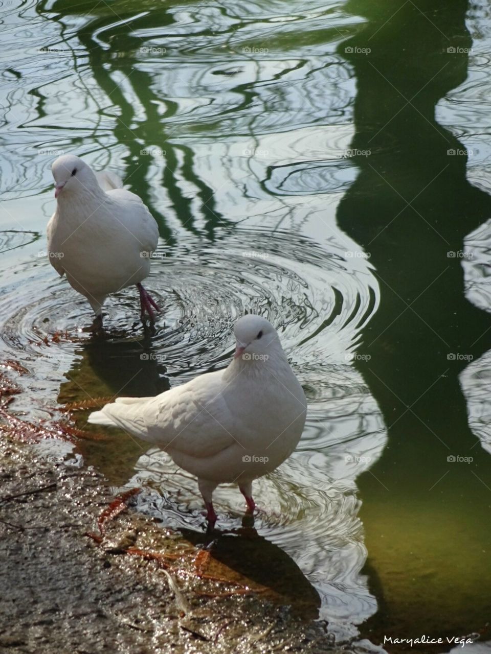 Doves in the Pond