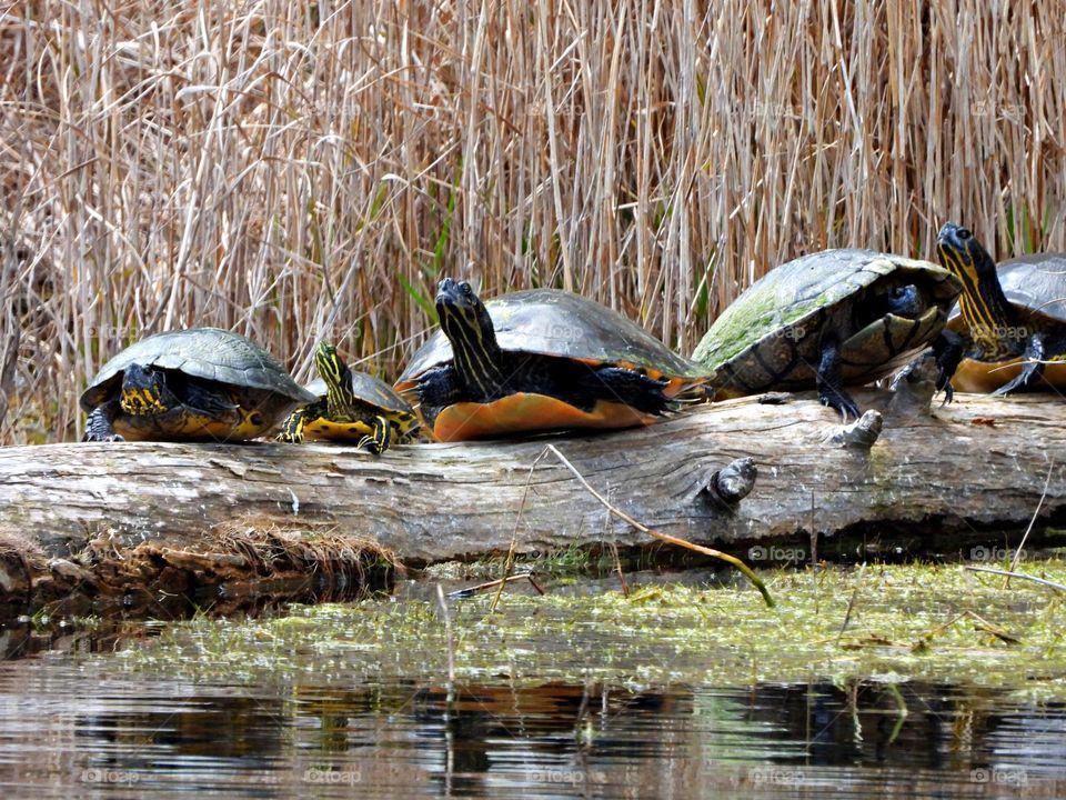 Unusual sus-pets! Yellow bellied slider turtles basking in the sun on a huge log