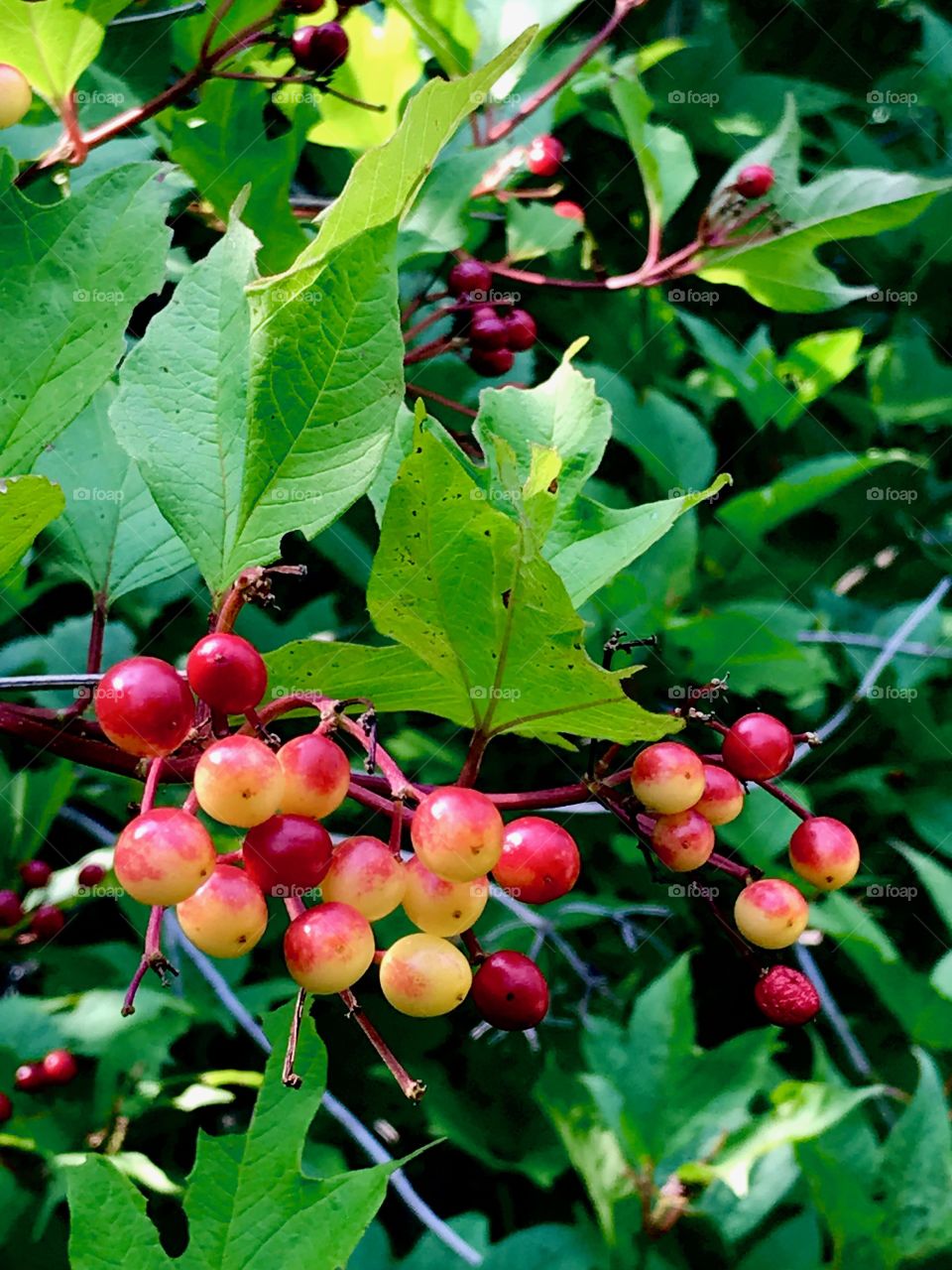Ripening high bush cranberries 
