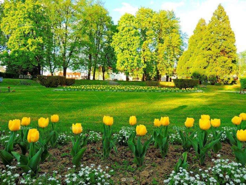 Flora in Karlovac Park