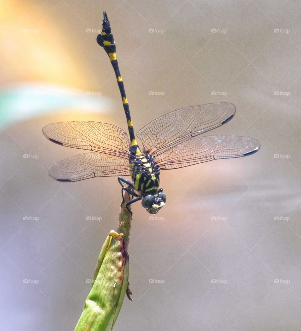 dragonflies TINY GLOBE-TROTTERS