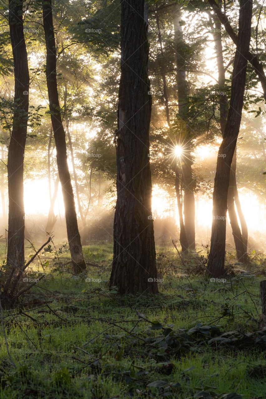 Sunbeams in morning mist in forest.
