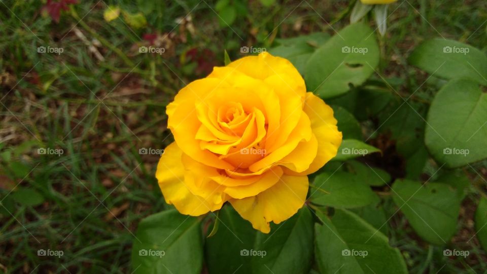Rosa Amarela linda
