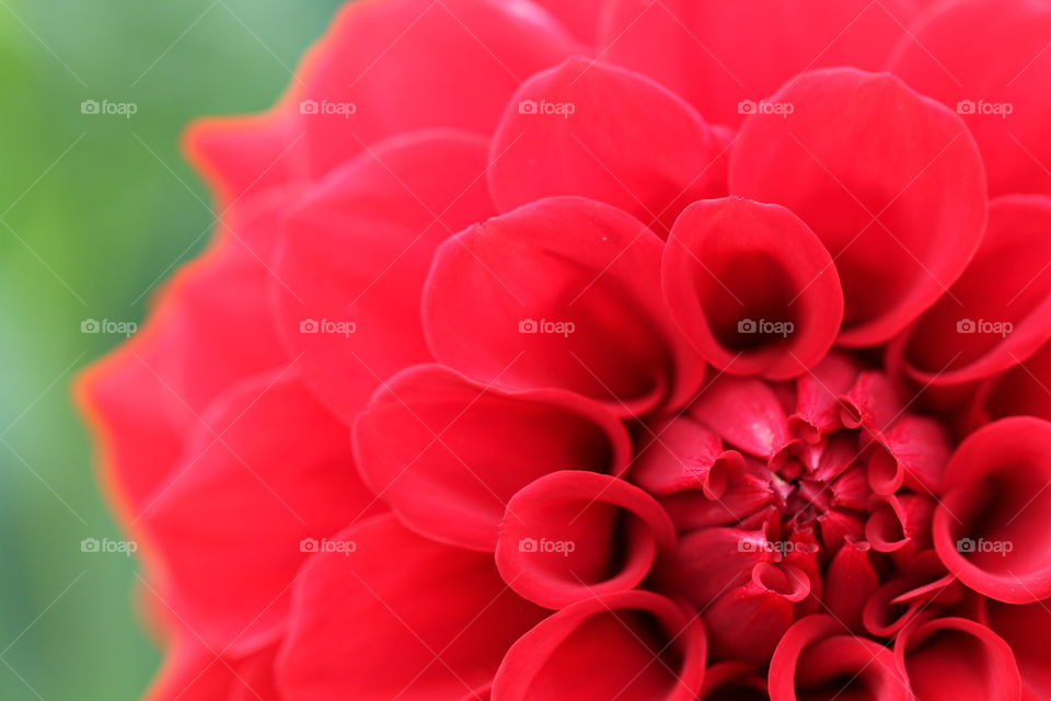 Red Dahlia. Close up of a red dahlia