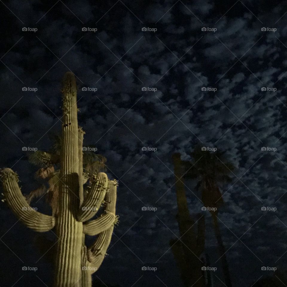 Large saguaro cactus on a cloudy Arizona evening.