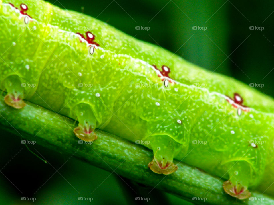 caterpillar foots