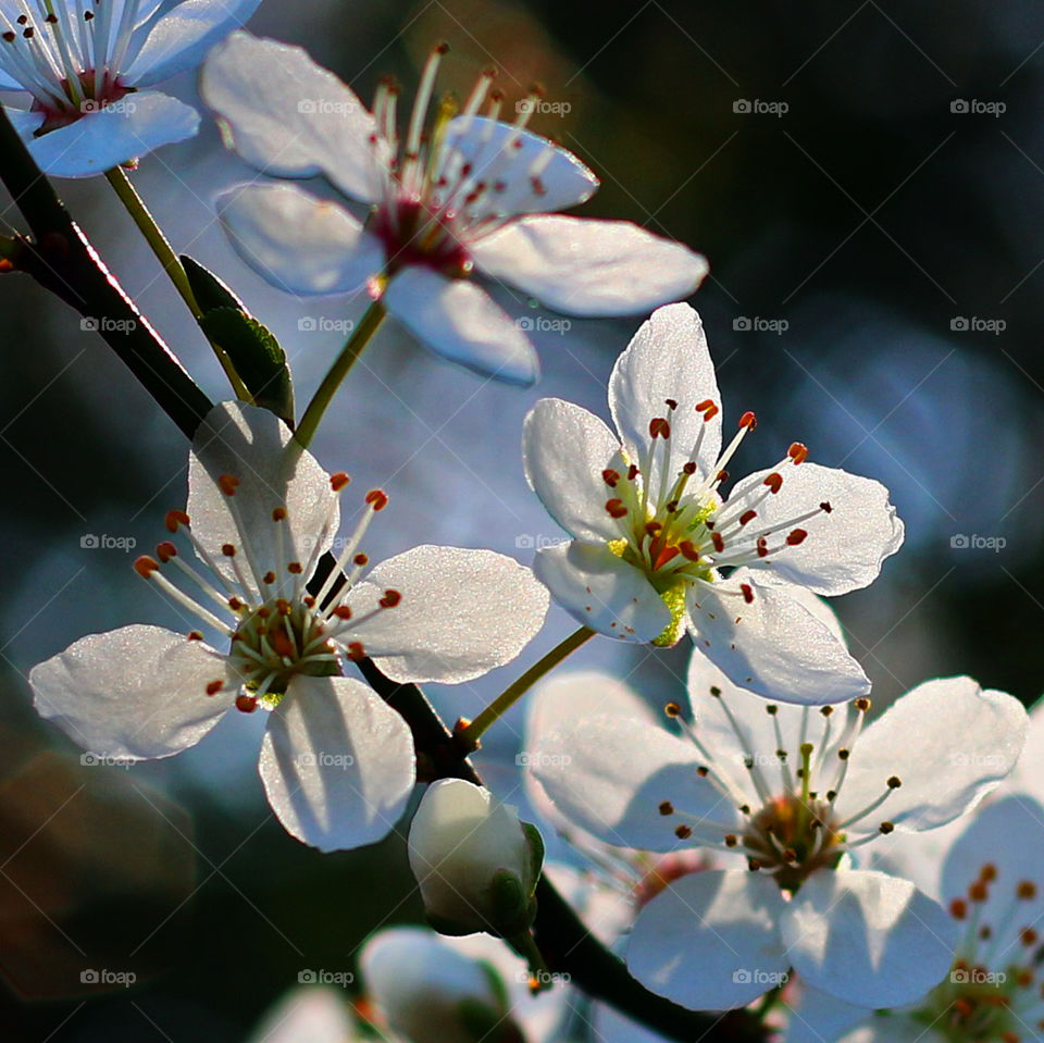 Blossom Close Up
