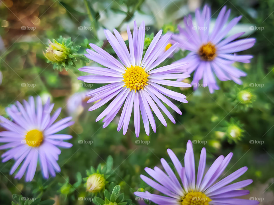 The harbinger of autumn in North America, fall aster in bloom. Also known as autumn aster.