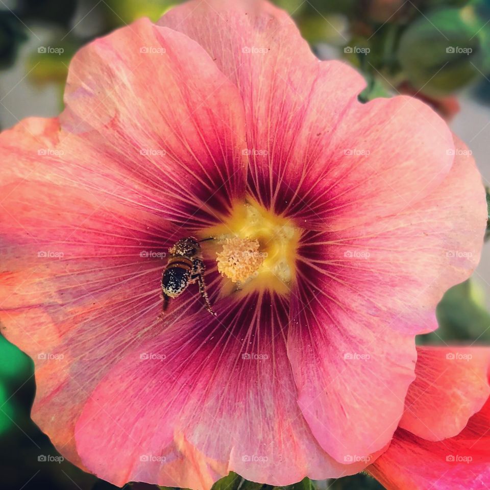 Bee covered in pollen flying into a Hollyhock