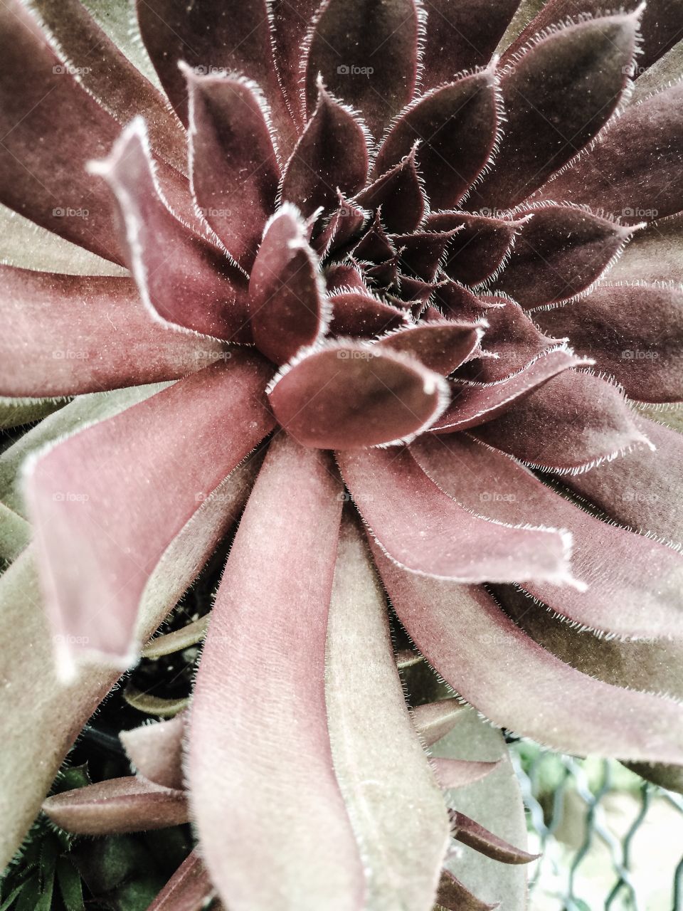 Succulent at rest. . They are pretty passive so it's hard to tell rest from action. 