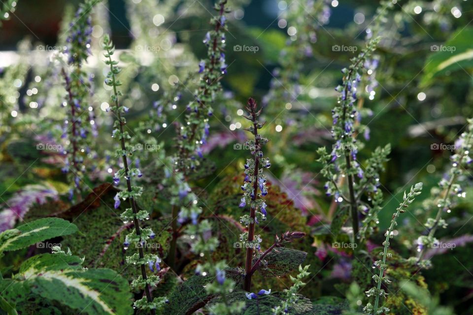 Flowers of coleus with dew