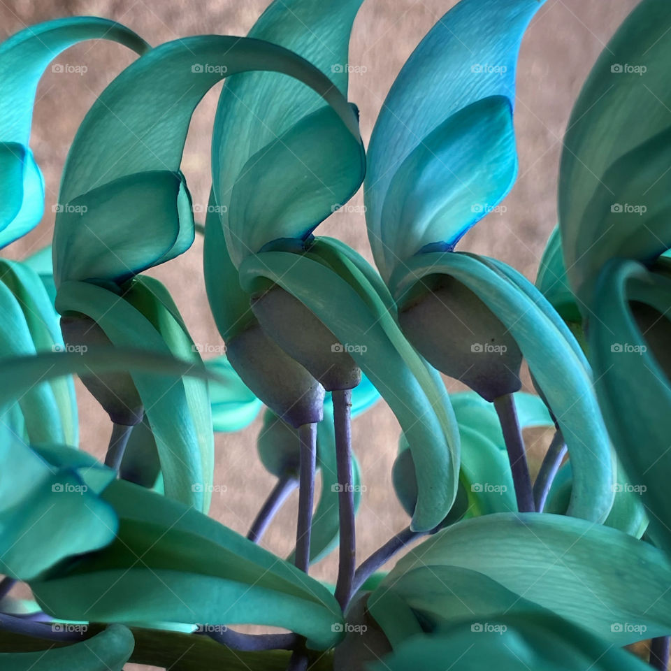 Closeup of the flowers of Strongylodon macrobotrys, commonly known as jade vine, emerald vine or turquoise jade vine