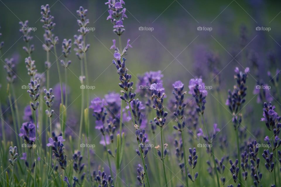 Lavender field