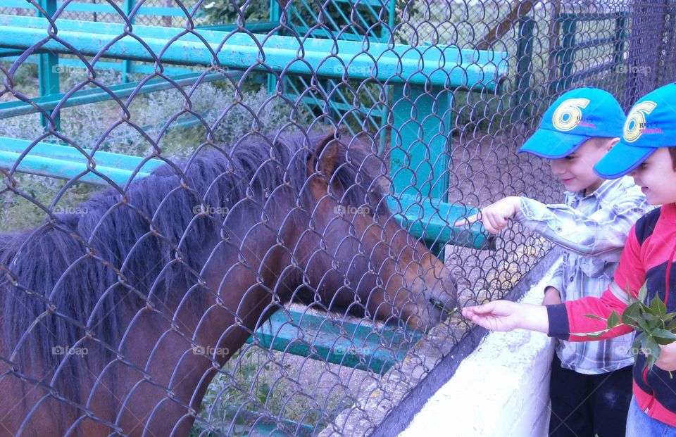 two boys feeding horse at the zoo