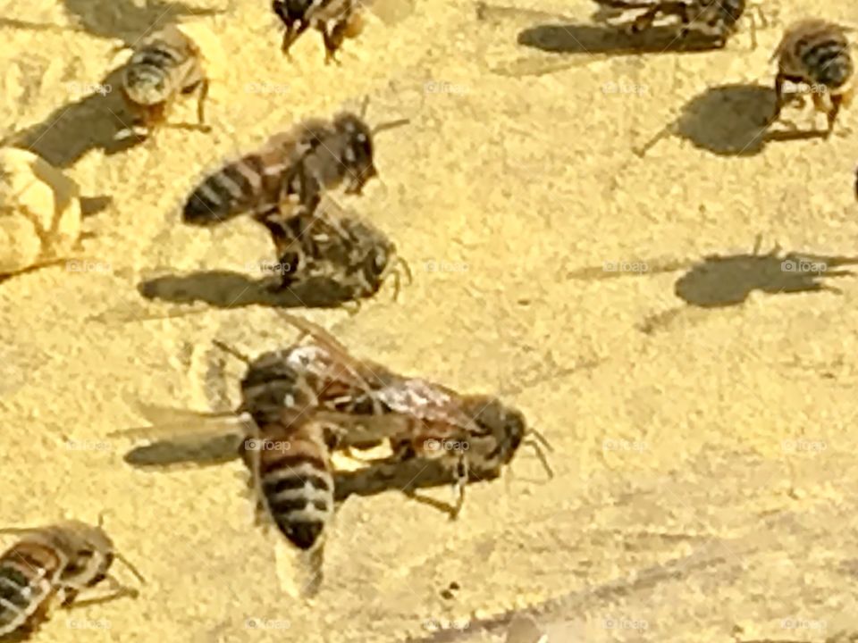 Honeybees, pollen, flight, flying, wings, wing, leg, legs, bug, insect, Wood, stump, nature, animal, wild, outside, outdoor, outdoors