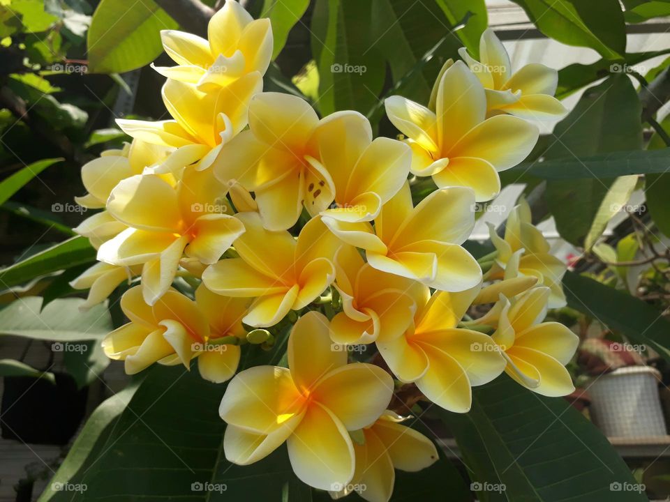 Yellow Cambodian Flowers, with a yellow color and in clusters make this frangipani flower even more beautiful to look at.