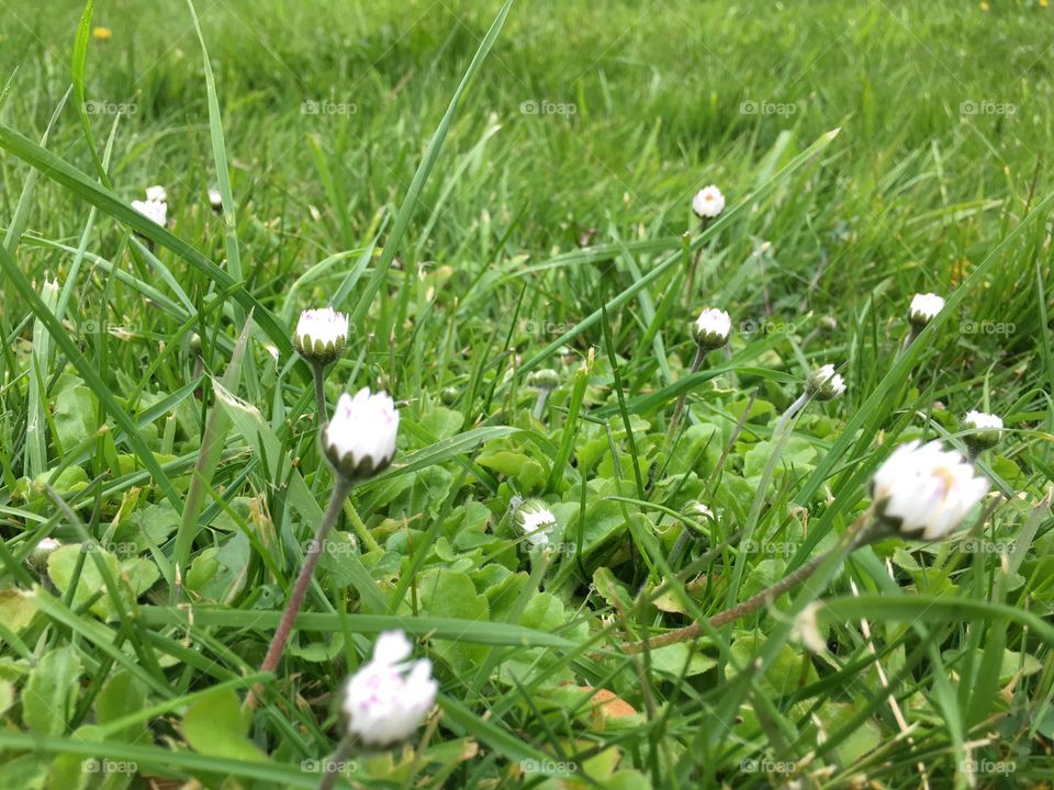 Flowers growing in grass