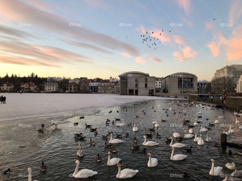 Flock of Geese Enjoy Wading on the Water During a Winter Afternoon in Reykjavik, Iceland.