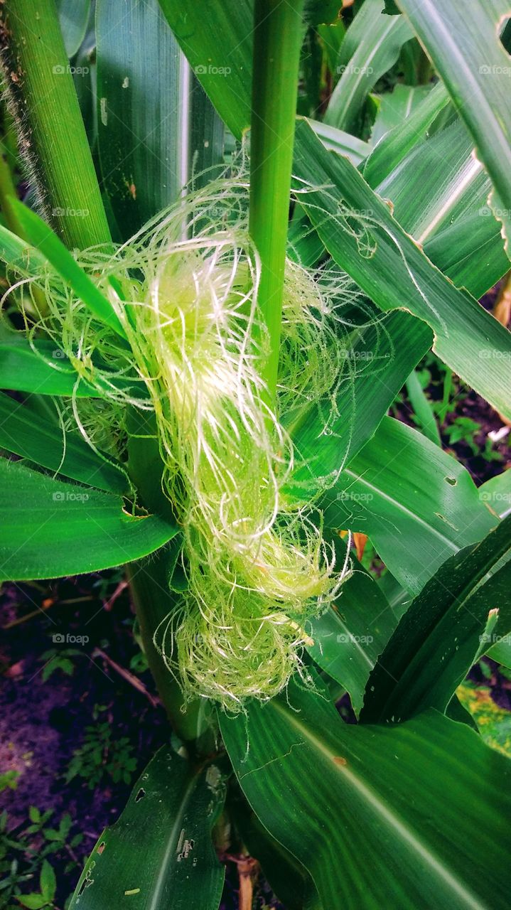 corn silk