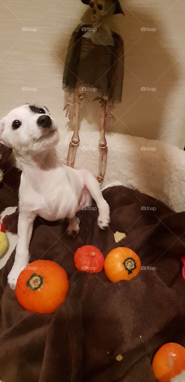 Puppy and Pumpkins