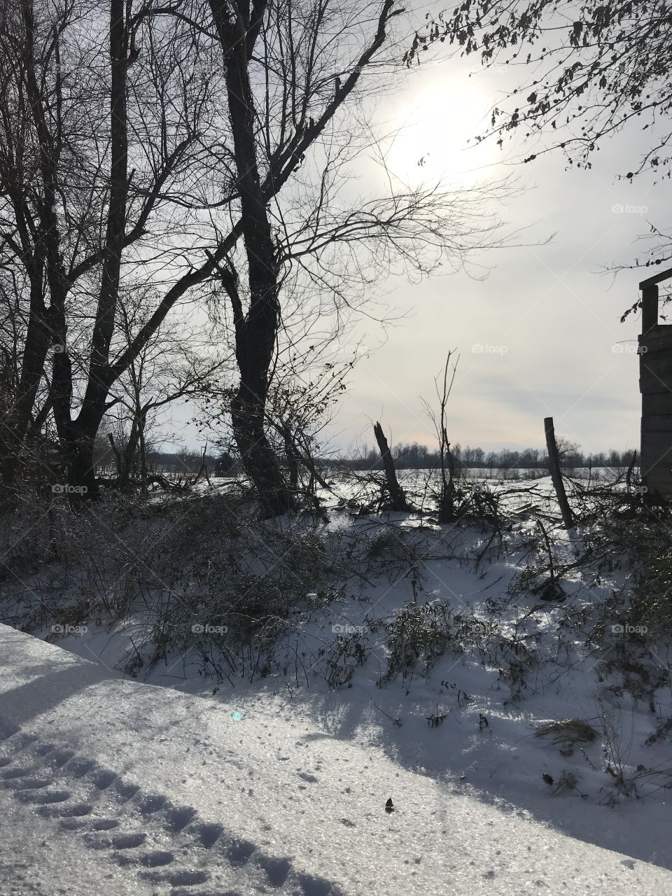 Snowy fence row