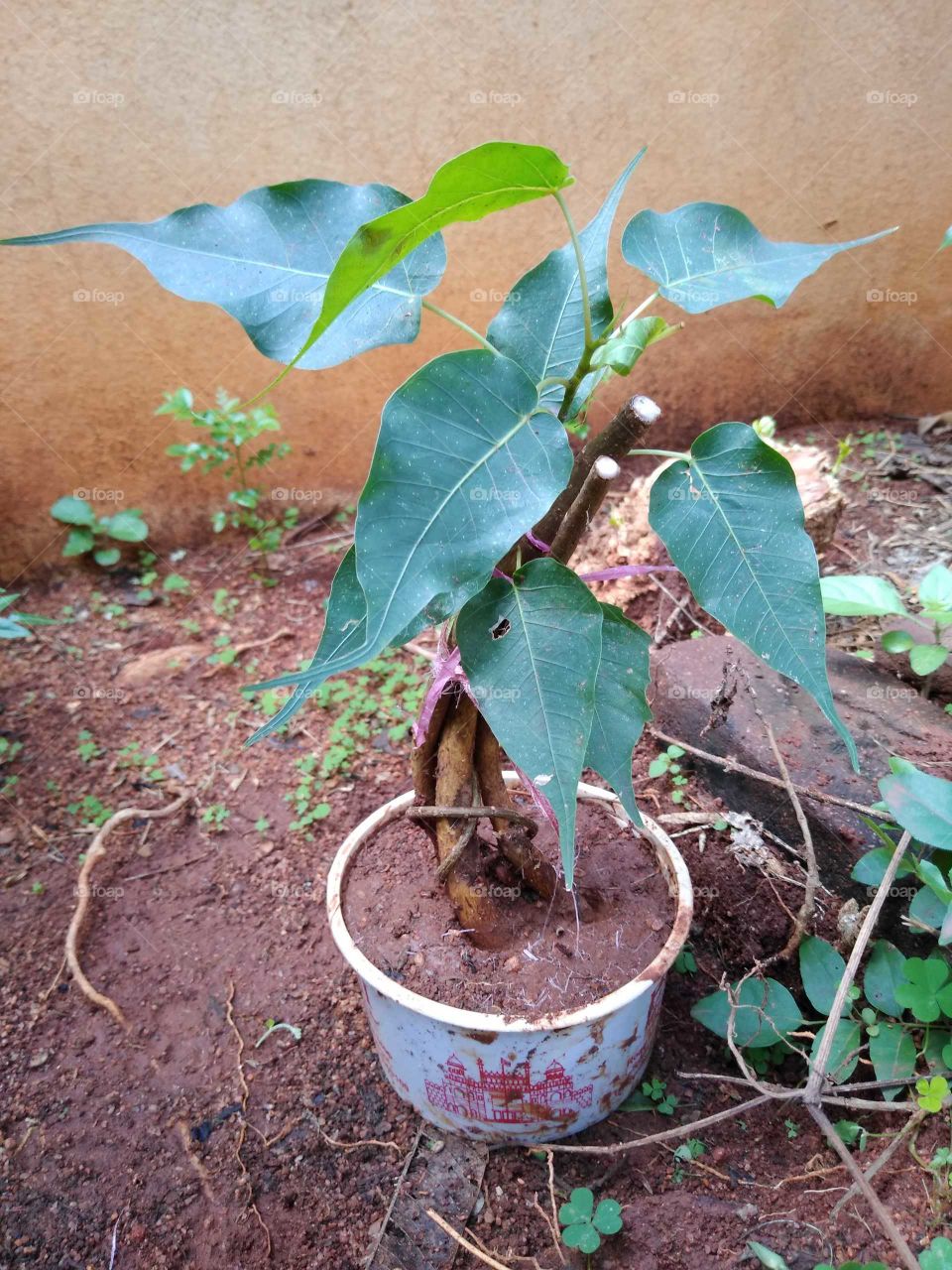 trying to make a bonsai at home