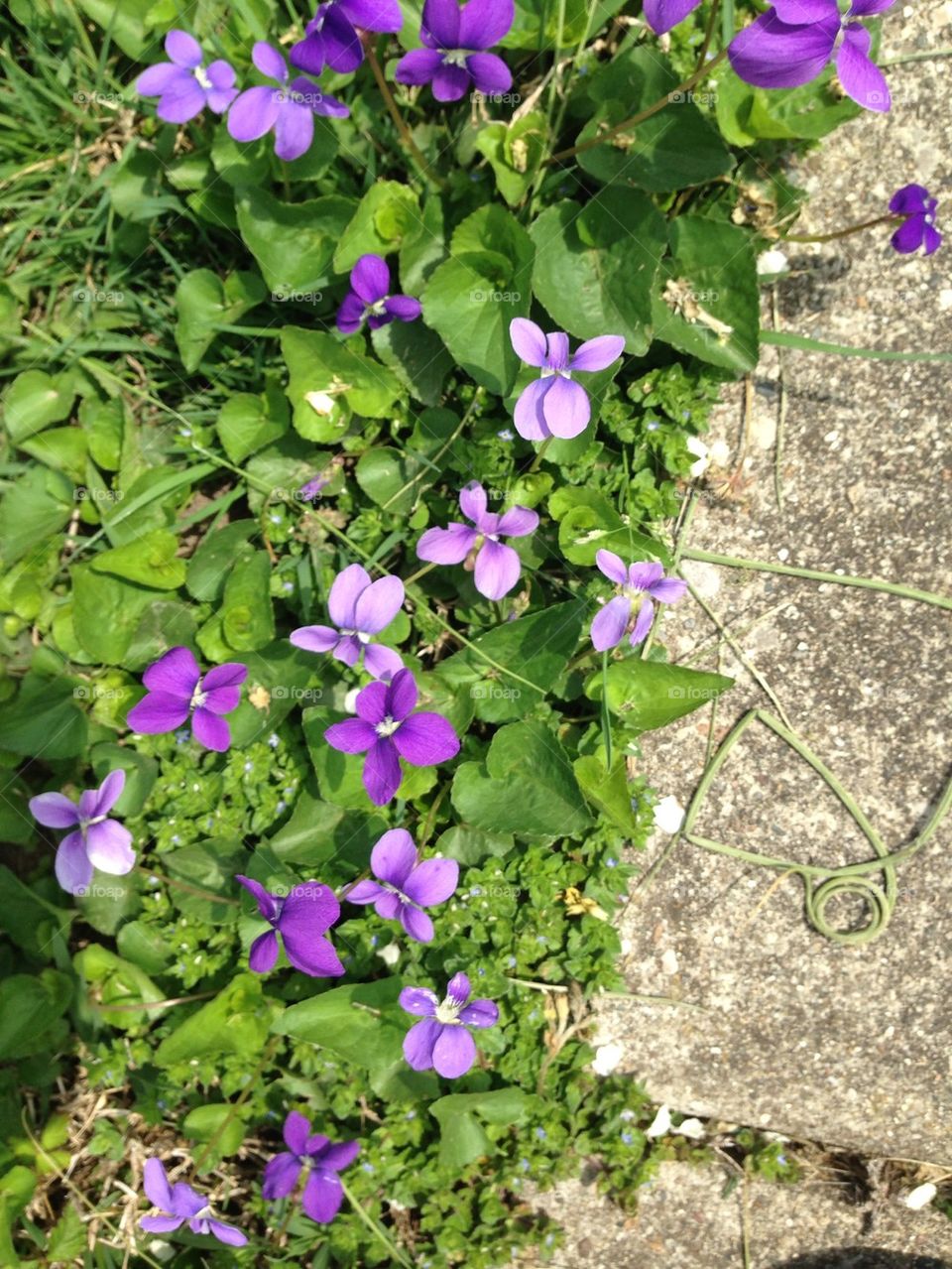 Des violettes