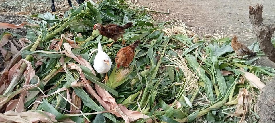 hens eating corn