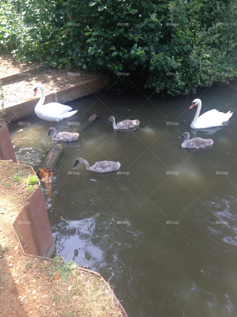 Swan  family
