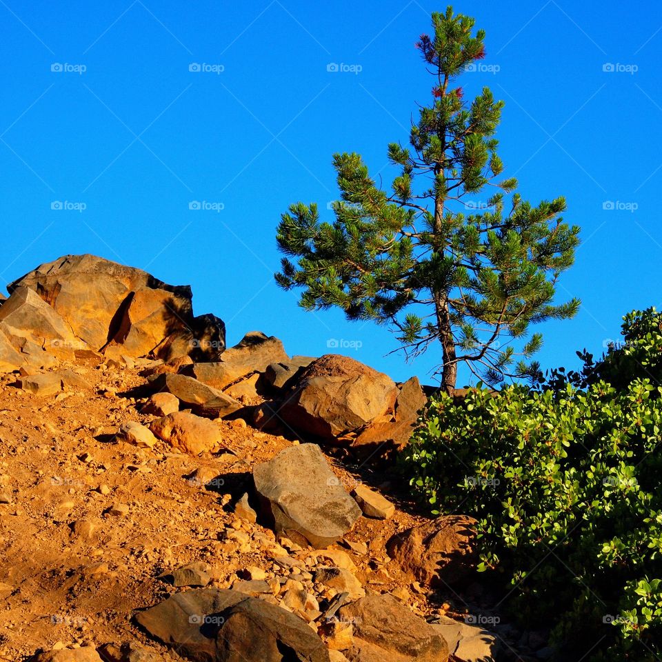 The golden light of sunset in the mountains of Oregon illuminate a small tree, manzanita bushes, and the rocky hill they are on giving the scene an other-worldly glow. 