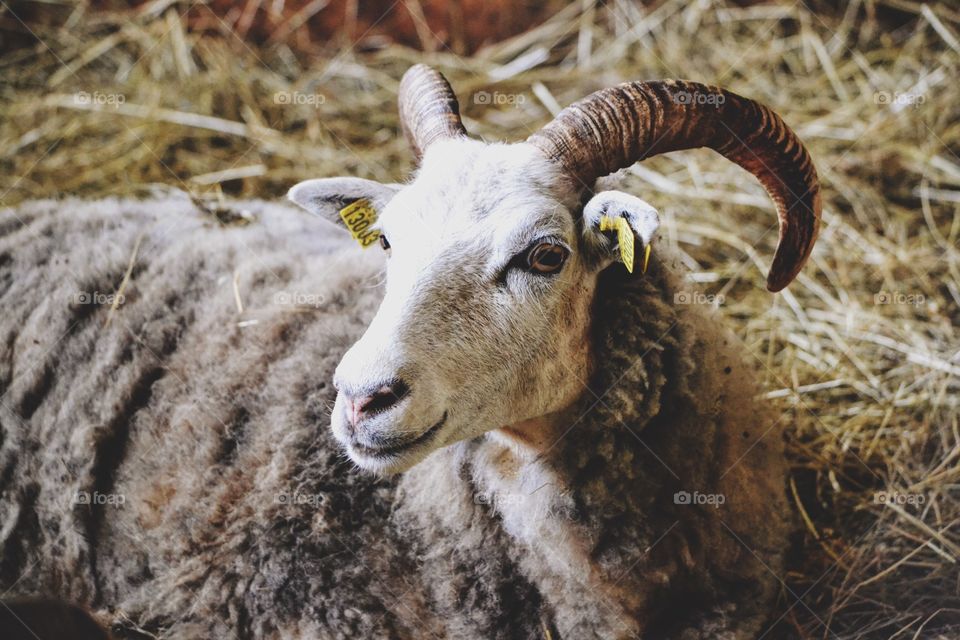 Sheep with horns