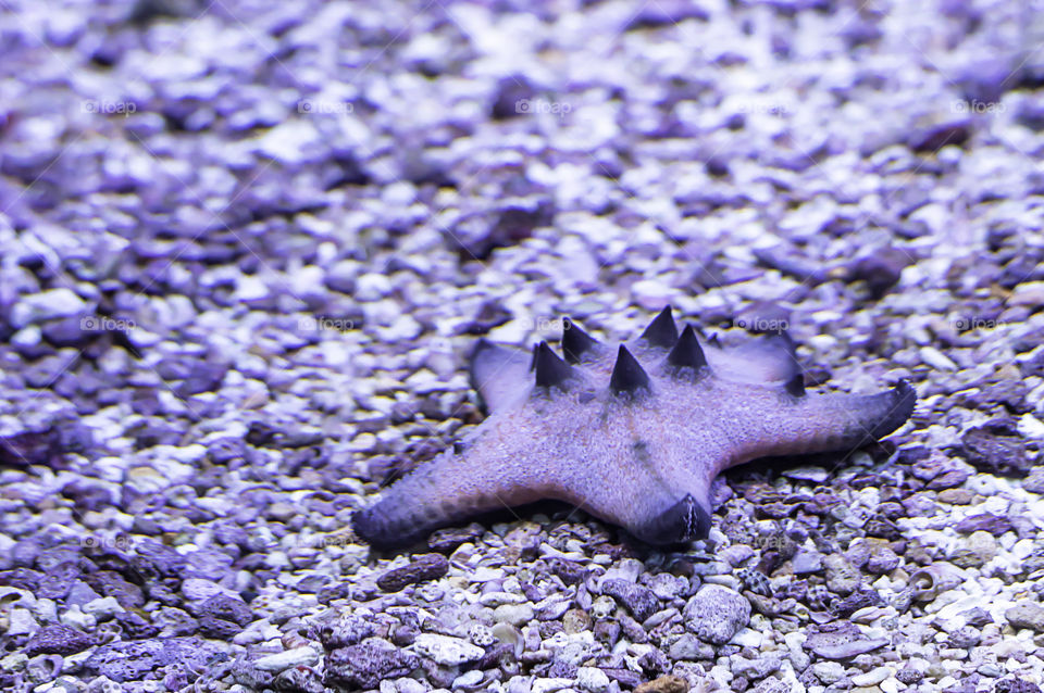 Colorful starfish on coral in the ocean, Thailand.
