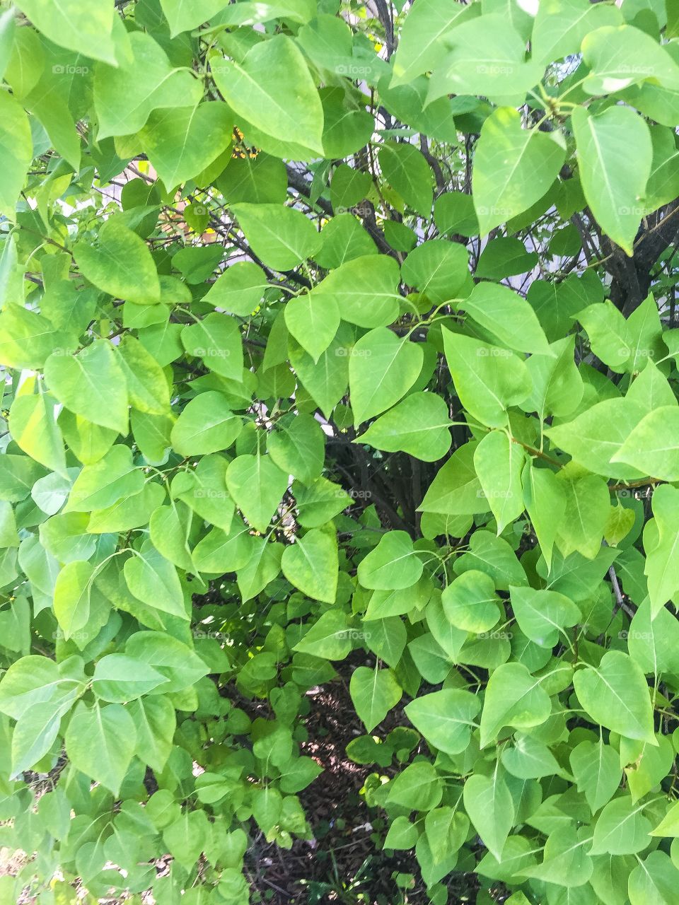 Green leaf texture background 