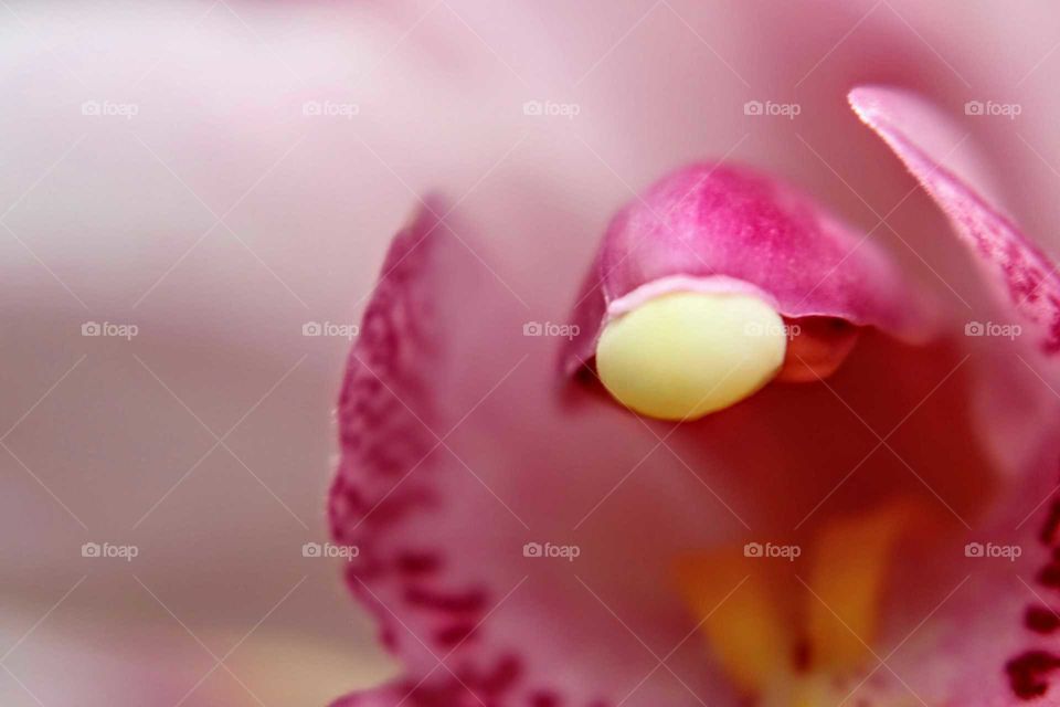 Orchid pearl