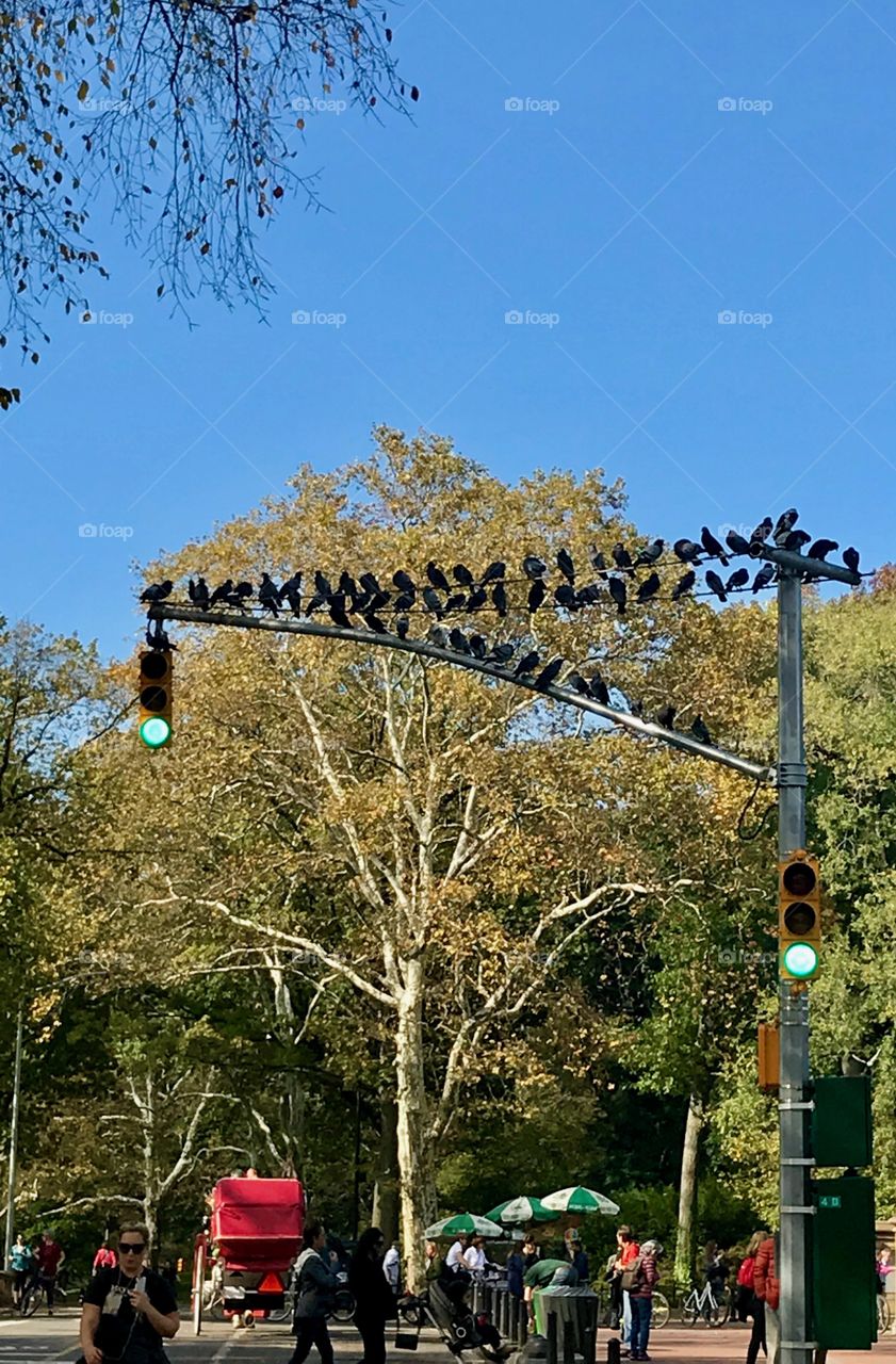 Pigeons on  the traffic light post in Central Park