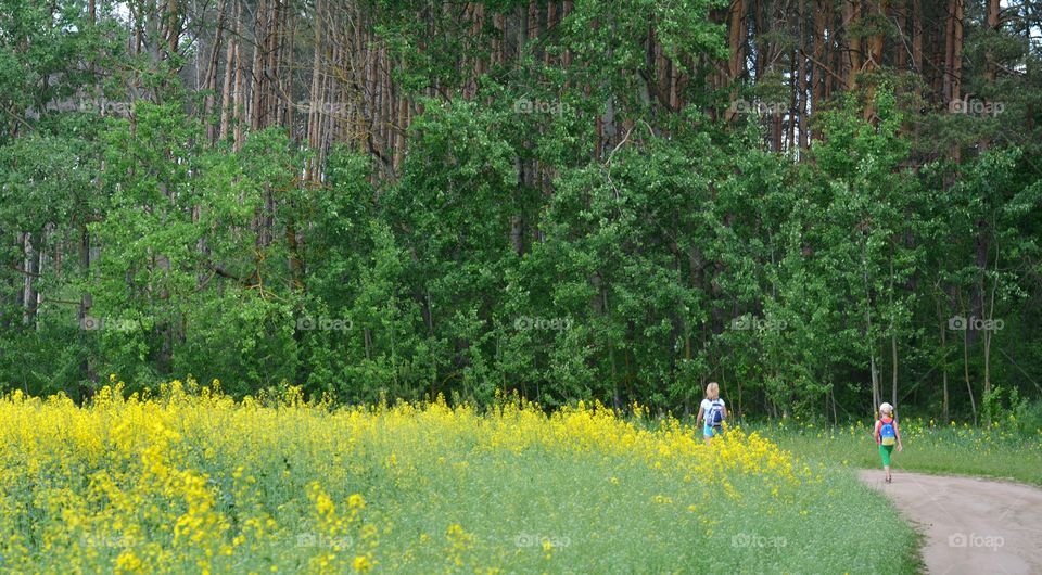 Landscape, Wood, Nature, Outdoors, Flower