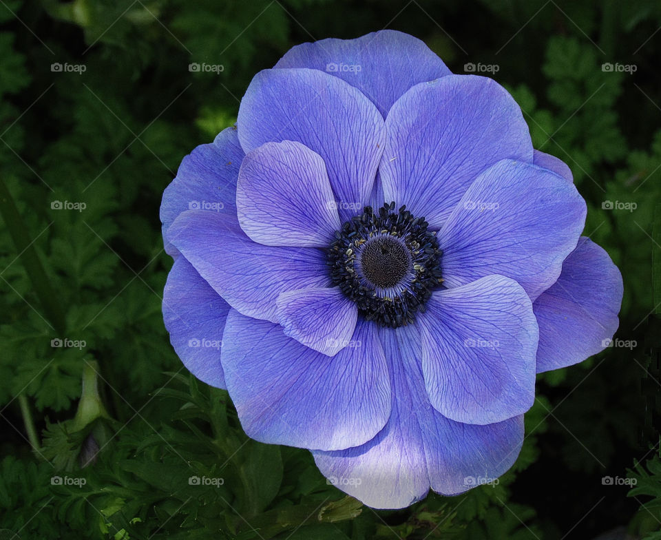 plants nature flower blue by landon