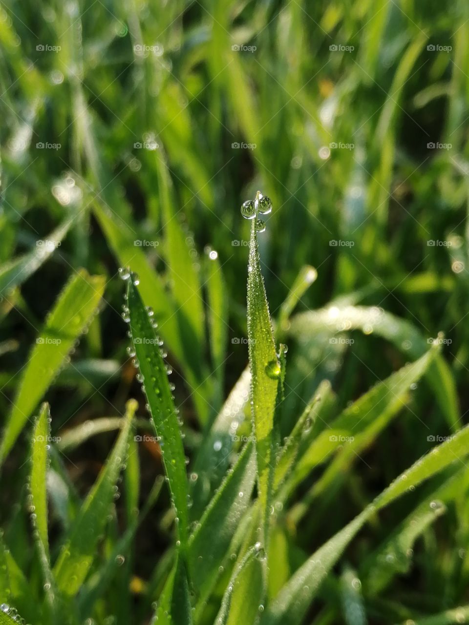 Beautiful morning dew drops on grass with natural green blur background.