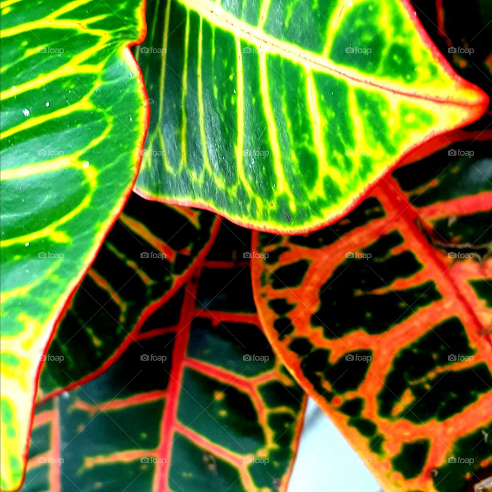 Leaf, Flora, Nature, Pattern, Texture