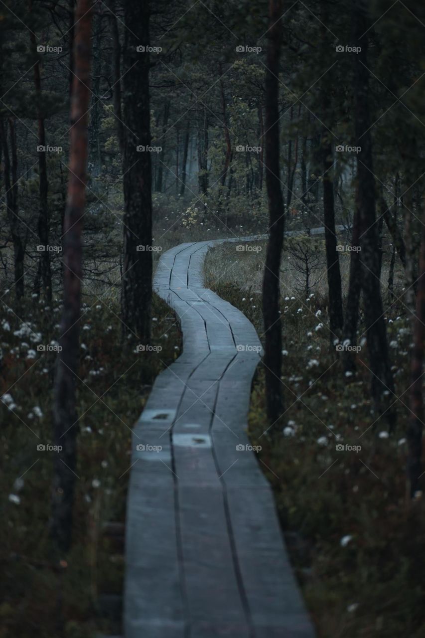 picnic path