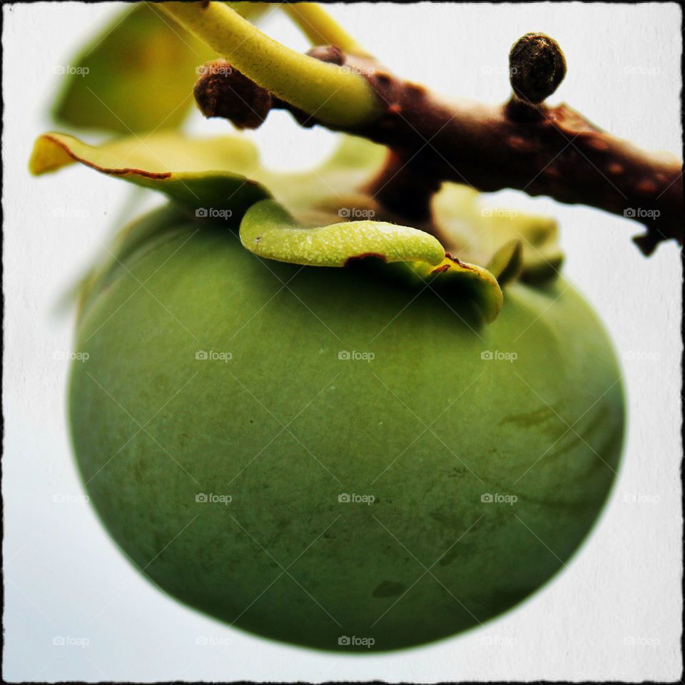 Unripe Persimmon Fruit