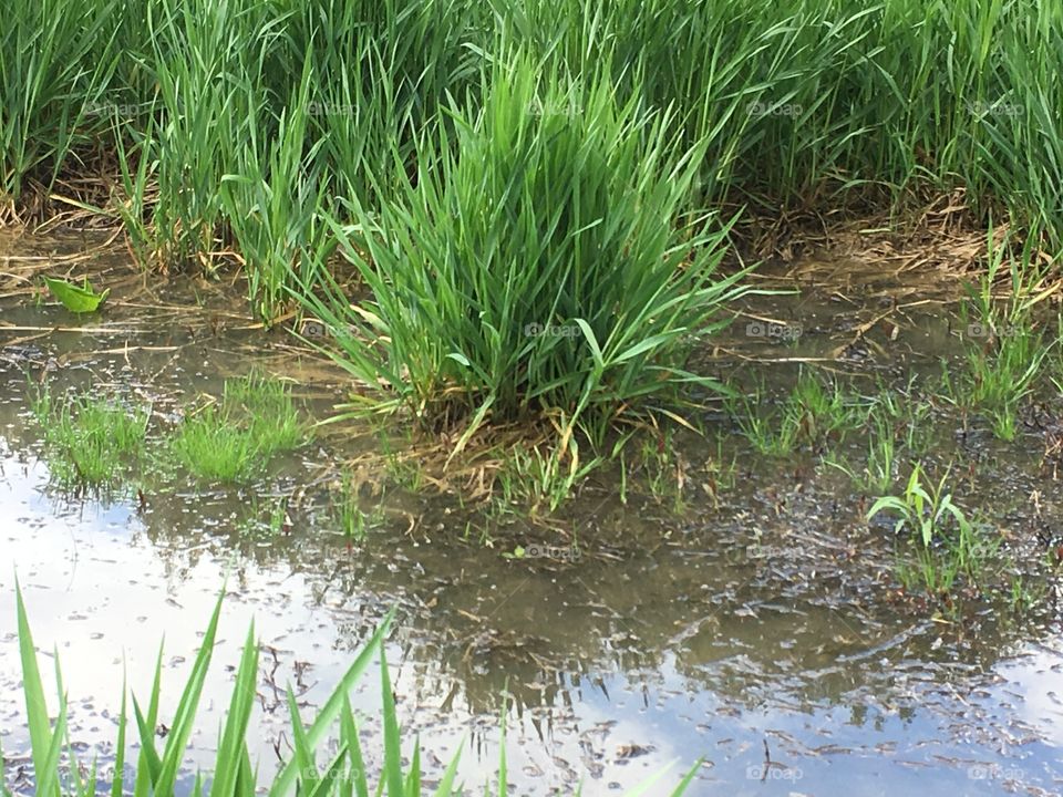 Weeds in the water 