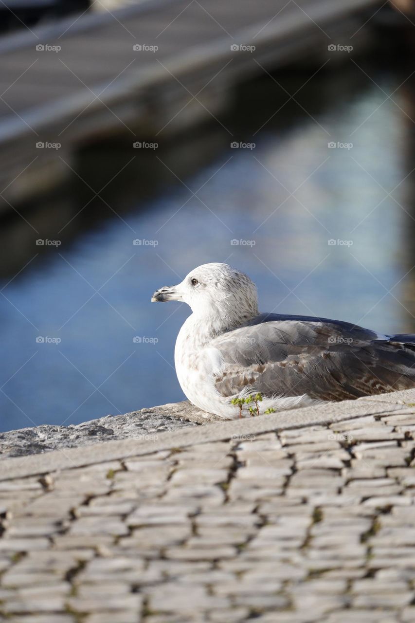 a seagull relaxing on the riverbank