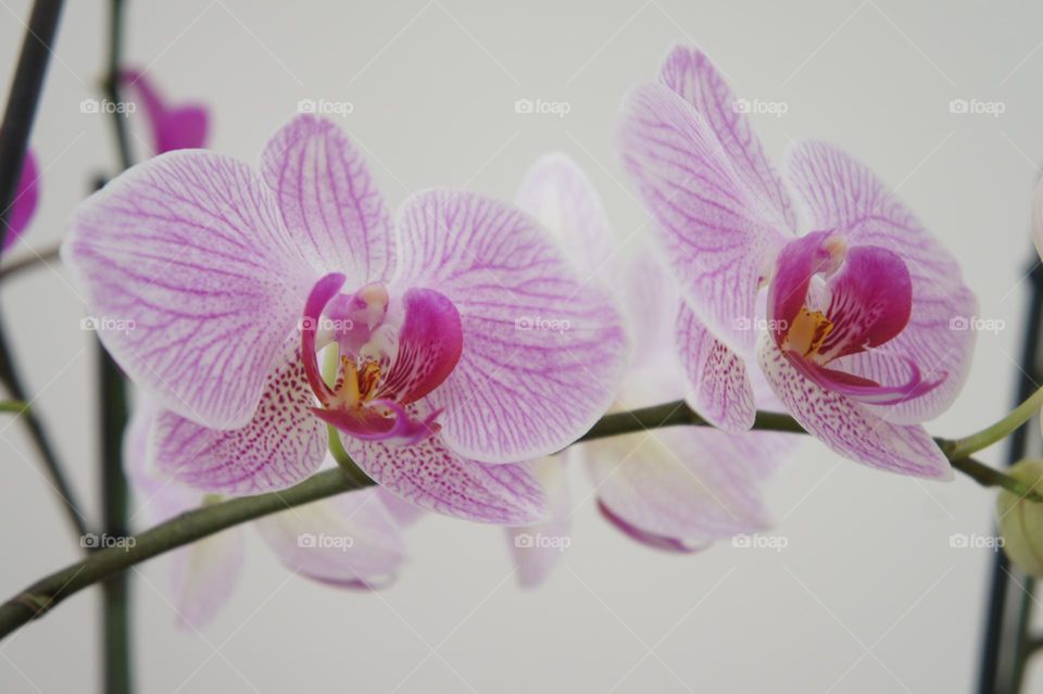 Two orchids