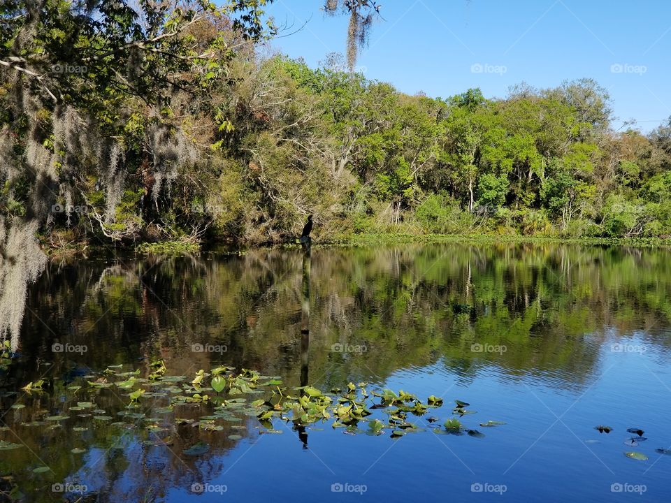 Florida nature park with lake and bird wildlife