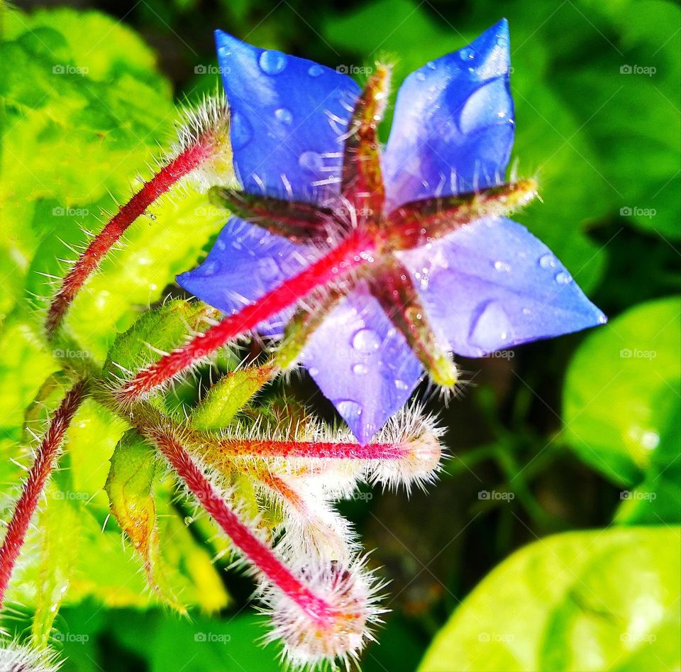 Blue flower after the rain.